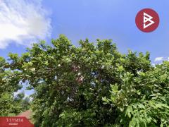 ขายที่ดิน เนื้อที่ 4 ไร่ 1 งาน 69.6 ตร.วา ขามเฒ่า นครพนม-202505121157551747025875679.jpg