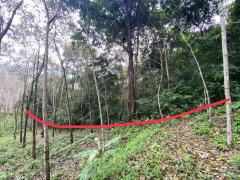 Nice land for villa ,house, etc island on Phang Nga-202505121357111747033031990.jpg