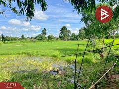 ขายที่ดิน เนื้อที่ 9 ไร่ 44 ตร.วา ที่ดินโพธิ์ศรีสุวรรณ ศรีสะเกษ-202505141155491747198549346.jpg