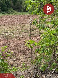 ขายที่ดิน เนื้อที่ 6 ไร่ 67.4 ตร.วา ปัว น่าน-202505141201101747198870832.jpg