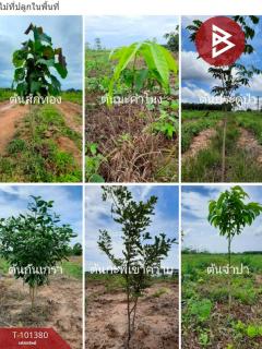ขายที่ดิน50-3-42.1 ตร.วา พร้อมไม้ป่าผสม จ.สงขลา ( รายละเอียดใต้โพสต์ ) -202505150054591747245299773.jpg