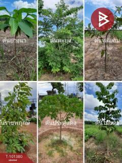 ขายที่ดิน50-3-42.1 ตร.วา พร้อมไม้ป่าผสม จ.สงขลา ( รายละเอียดใต้โพสต์ ) -202505150055001747245300419.jpg