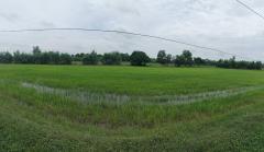 ขายที่นา 33 ไร่ บ้านส้มโฮง ร้อยเอ็ด ราคาถูกมาก ไร่ละ 180,000 เท่านั้น-202505161113541747368834326.jpg