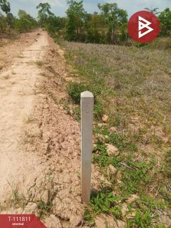 ขายที่ดิน เนื้อที่ 10 ไร่ ปทุมราชวงศา อำนาจเจริญ-202505161447031747381623809.jpg