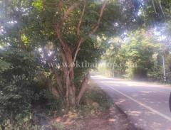 ที่ดินพร้อมสิ่งปลูกสร้าง ต.นาวังหิน อ.พนัสนิคม จ.ชลบุรี-202505191655001747648500185.jpg