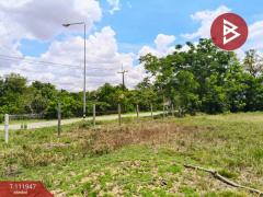 ขายที่ดิน : 2-2-41.4 ตร.วา  อ.ยางตลาด จ.กาฬสินธุ์-202505192208541747667334839.jpg