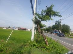 ขายที่ดิน 29 ไร่ 1 งาน 32 ตร.ว. พุทธมณฑล จ.นครปฐม-202505201601441747731704643.jpg