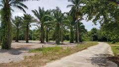 ขายที่ดินใกล้ทะเล แหล่งท่องเที่ยว อ.ขนอม จ.นครศรีธรรมราช-202505201846321747741592696.jpg