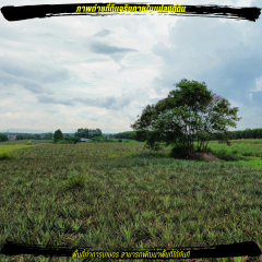 ขายที่ดินเขตอุตสาหกรรม สีม่วงลายจุด ใกล้นิคม WHA36 เพียง 800 เมตร-202505211328531747808933466.png