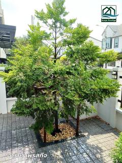 เซนส์ บางนา-สุวรรณภูมิ บ้านสภาพใหม่พร้อมเข้าอยู่-202505231551111747990271402.jpg