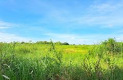 ขายที่ดินหนองเสือ 4 ไร่ ชุมชนหมู่ 6 พัฒนา คลอง14  ปทุมธานี -202505241520271748074827847.jpg