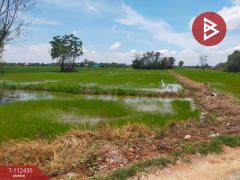 ขายที่ดิน เนื้อที่ 1 ไร่ 3 งาน 74 ตร.วา กงไกรลาศ สุโขทัย-202505241536581748075818625.jpg