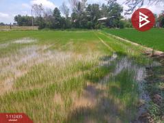 ขายที่ดิน เนื้อที่ 1 ไร่ 3 งาน 74 ตร.วา กงไกรลาศ สุโขทัย-202505241536591748075819295.jpg