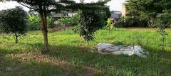 ขายที่ดินเมืองพะเยา บ้านต๋อม เนื้อที่ 400 ตรว. โฉนดพร้อมโอน ใกล้ศาลากลางพะเยา 1 กม. โทร 0817830178-202505261300471748239247399.jpg