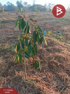 ขายที่ดินพร้อมสวนผลไม้ เนื้อที่ 16 ไร่ 1 งาน 18.9 ตร.วา ลับแล อุตรดิตถ์-202505281425001748417100836.jpg