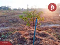 ขายที่ดิน เนื้อที่ 16 ไร่ 1 งาน 18.9 ตร.วา ลับแล อุตรดิตถ์-202505291127001748492820357.jpg