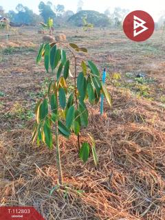ขายที่ดิน เนื้อที่ 16 ไร่ 1 งาน 18.9 ตร.วา ลับแล อุตรดิตถ์-202505291127021748492822809.jpg