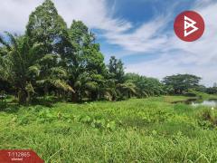 ขายที่ดิน เนื้อที่ 31 ไร่ 42.1 ตร.วา นาทราย นครศรีธรรมราช-202505291454161748505256938.jpg