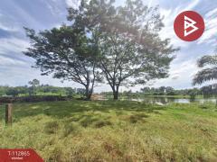 ขายที่ดิน เนื้อที่ 31 ไร่ 42.1 ตร.วา นาทราย นครศรีธรรมราช-202505291454181748505258440.jpg