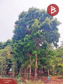 ขายที่ดิน เนื้อที่ 18 ไร่ 3 งาน 78 ตร.วา แม่จัน เชียงราย-202505300947541748573274891.jpg