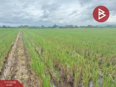 ขายที่ดิน เนื้อที่ 4 ไร่ 50.3 ตร.วา แม่แตง เชียงใหม่-202505311241481748670108985.jpg