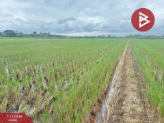 ขายที่ดิน เนื้อที่ 4 ไร่ 50.3 ตร.วา แม่แตง เชียงใหม่-202505311241491748670109570.jpg