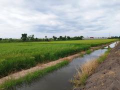 ขายที่ดินนนทบุรี ไทรน้อย บางบัวทอง-ถมแล้ว เส้นบ้านกล้วย-ไทรน้อย ซอยสามัคคีธรรม2 โทร 095-4681414-202506011212321748754752837.jpg