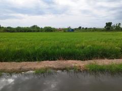 ขายที่ดินนนทบุรี ไทรน้อย บางบัวทอง-ถมแล้ว เส้นบ้านกล้วย-ไทรน้อย ซอยสามัคคีธรรม2 โทร 095-4681414-202506011212331748754753368.jpg