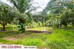 WR-783893 ที่ดิน 12 ไร่ 43.70 ตร.ว. หลังสวน ชุมพร ใกล้ โลตัสหลังสวน-202506021127161748838436429.jpg