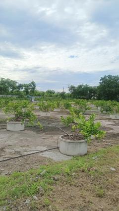 ขายที่ดินอำเภอเมืองนครราชสีมาติดถนนมิตรภาพใกล้เซ็นทรัล-202506041731561749033116118.jpg