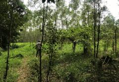 ขายที่ดิน บ้านแก้ง เมืองสระแก้ว เนื้อที่ 4-1-60 ไร่ ราคาต่อรองได้-202506050916111749089771395.jpg