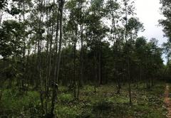 ขายที่ดิน บ้านแก้ง เมืองสระแก้ว เนื้อที่ 4-1-60 ไร่ ราคาต่อรองได้-202506050916121749089772552.jpg
