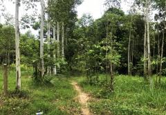 ขายที่ดิน บ้านแก้ง เมืองสระแก้ว เนื้อที่ 4-1-60 ไร่ ราคาต่อรองได้-202506050916131749089773194.jpg