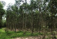ขายที่ดิน บ้านแก้ง เมืองสระแก้ว เนื้อที่ 4-1-60 ไร่ ราคาต่อรองได้-202506050916131749089773740.jpg