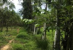 ขายที่ดิน บ้านแก้ง เมืองสระแก้ว เนื้อที่ 4-1-60 ไร่ ราคาต่อรองได้-202506050916141749089774281.jpg