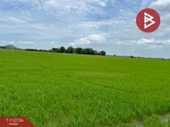 ขายที่ดิน เนื้อที่ 42 ไร่ 52 ตร.วา เขาพระ สุพรรณบุรี-202506050952011749091921801.jpg