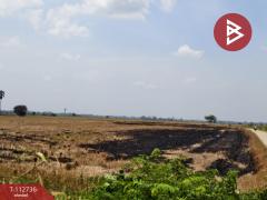 ขายที่ดิน เนื้อที่ 42 ไร่ 52 ตร.วา เขาพระ สุพรรณบุรี-202506050952031749091923752.jpg