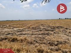 ขายที่ดิน เนื้อที่ 42 ไร่ 52 ตร.วา เขาพระ สุพรรณบุรี-202506050952041749091924918.jpg