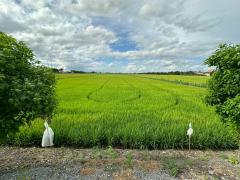 ขายคอนโดทำเลทอง โครงการ  Premio Quinto (พรีมิโอ ควินโต) ติด BTS สายสีเขียว เขตจตุจักร กรุงเทพมหานคร (เจ้าของขายเอง ไม่รับ Agentและสื่อโฆษณา)-202506051140201749098420869.jpg