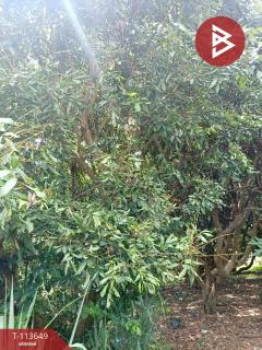 ขายที่ดิน เนื้อที่ 50 ตร.วา เวียงป่าเป้า เชียงราย-202506111544371749631477197.jpg