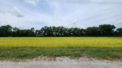 ขายที่ดิน 4 ไร่ หนองแค สระบุรี ใกล้วัดหนองโรง-202506111801031749639663309.jpg