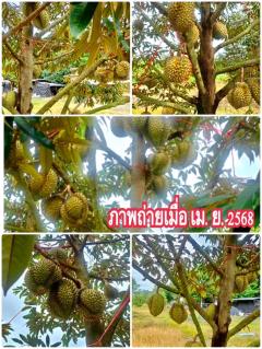 ขายราคาถูก สวนทุเรียนโฉนดรวม 106 ไร่ อ.เมือง จ.ตราด-202506112225261749655526422.jpg