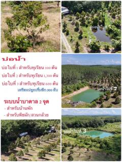 ขายราคาถูก สวนทุเรียนโฉนดรวม 106 ไร่ อ.เมือง จ.ตราด-202506112225271749655527617.jpg