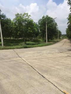 ขายที่ดินพร้อมสวนยาง 5 ไร่ ติดถนน3ด้าน ใกล้ถ.เส้นสัตหีบ-พนมสารคาม(331)-1.3 กม. อ.เกาะจันทร์ จ.ชลบุรี-202506121001481749697308008.jpg