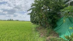 ขายที่ดินแปลงสวย ทำเลทอง ซอยวัดลาดปลาดุก อ.บางบัวทอง จ.นนทบุรี-202506121105311749701131995.jpg