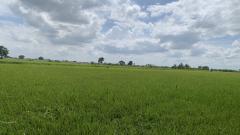ขายที่ดินแปลงสวย ทำเลทอง ซอยวัดลาดปลาดุก อ.บางบัวทอง จ.นนทบุรี-202506121105321749701132655.jpg
