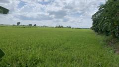 ขายที่ดินแปลงสวย ทำเลทอง ใกล้ถนนกาญจนาภิเษก ซอยวัดลาดปลาดุก อ.บางบัวทอง จ.นนทบุรี-202506121239471749706787987.jpg