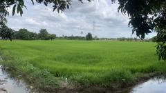 ขายที่ดินแปลงสวย ทำเลทอง ขนาด 19-1-32 ไร่ ซอยวัดลาดปลาดุก อ.บางบัวทอง จ.นนทบุรี-202506121409031749712143547.jpg