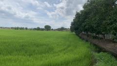 ขายที่ดินแปลงสวย ทำเลทอง ขนาด 19-1-32 ไร่ ซอยวัดลาดปลาดุก อ.บางบัวทอง จ.นนทบุรี-202506121409051749712145620.jpg