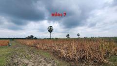 ขายที่ดิน 94-2-90 ไร่ คีรีทอง ต.ธงชัย จ.เพชรบุรี ต่ำกว่าราคาประเมินแบงค์ ทำถนนแล้ว-202506121424261749713066556.jpg